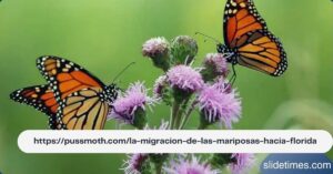 https://pussmoth.com/la-migracion-de-las-mariposas-hacia-florida