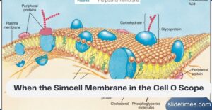 When the Simcell Membrane in the Cell O Scope