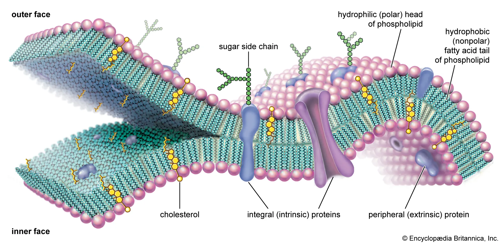 When the Simcell Membrane in the Cell O Scope: A Comprehensive ...